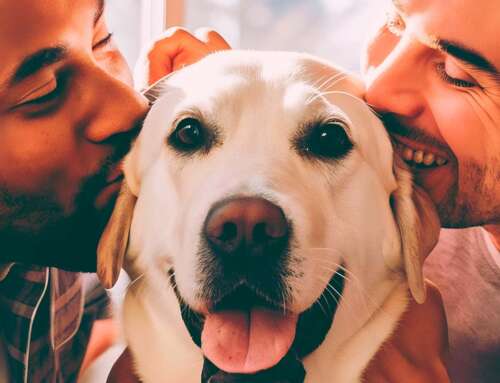 Custódia compartilhada de animais em divórcio.