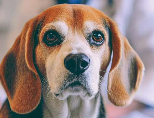 Nova lei endurece combate a falsos veterinários.